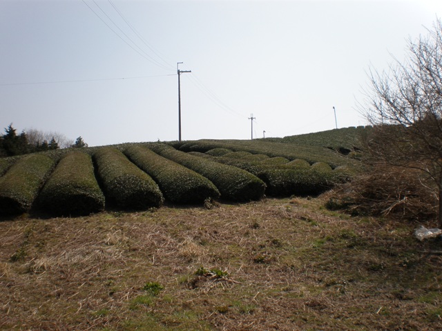 20100322_41.JPG