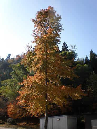 20101129_15.JPG
